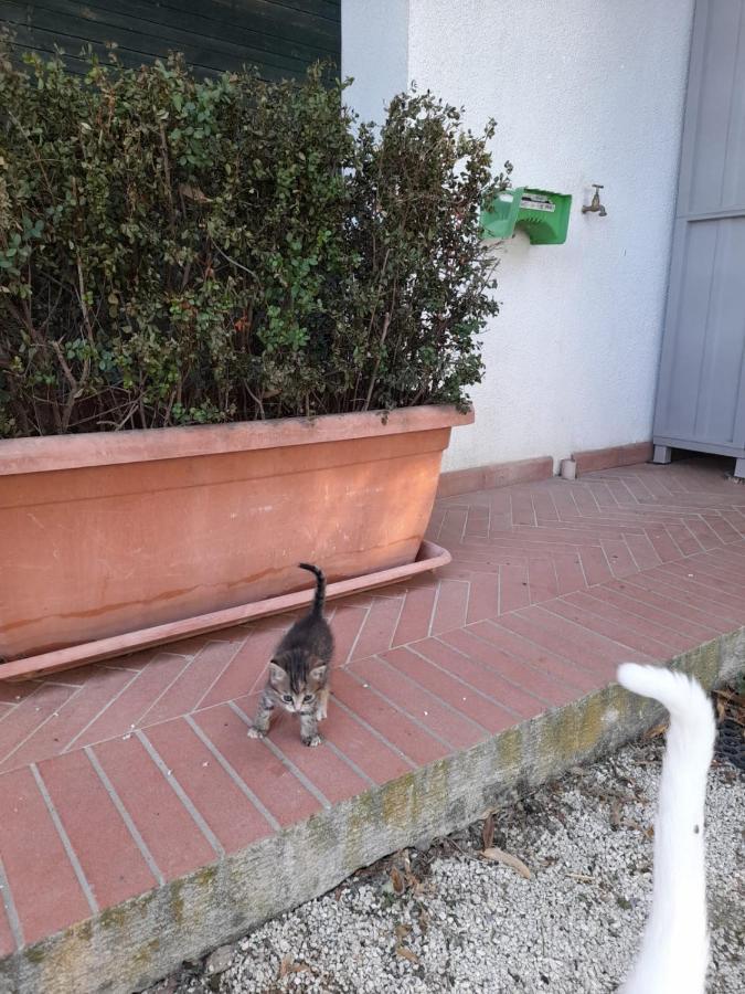 8380 Il Tiglio Verde Manciano Dış mekan fotoğraf